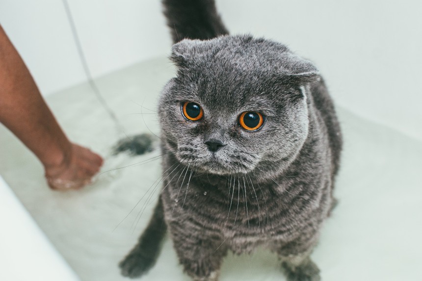 szampon dla kotow krotkowlosego